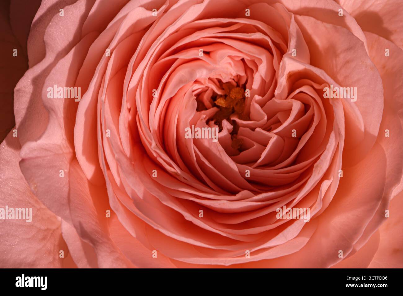 Makroaufnahme einer rosafarbenen Rose mit mehrschichtigen Blütenblättern. Eine Rose mit eng angelegten Blütenblättern, die sich in ein strukturiertes Zentrum winden. Stockfoto