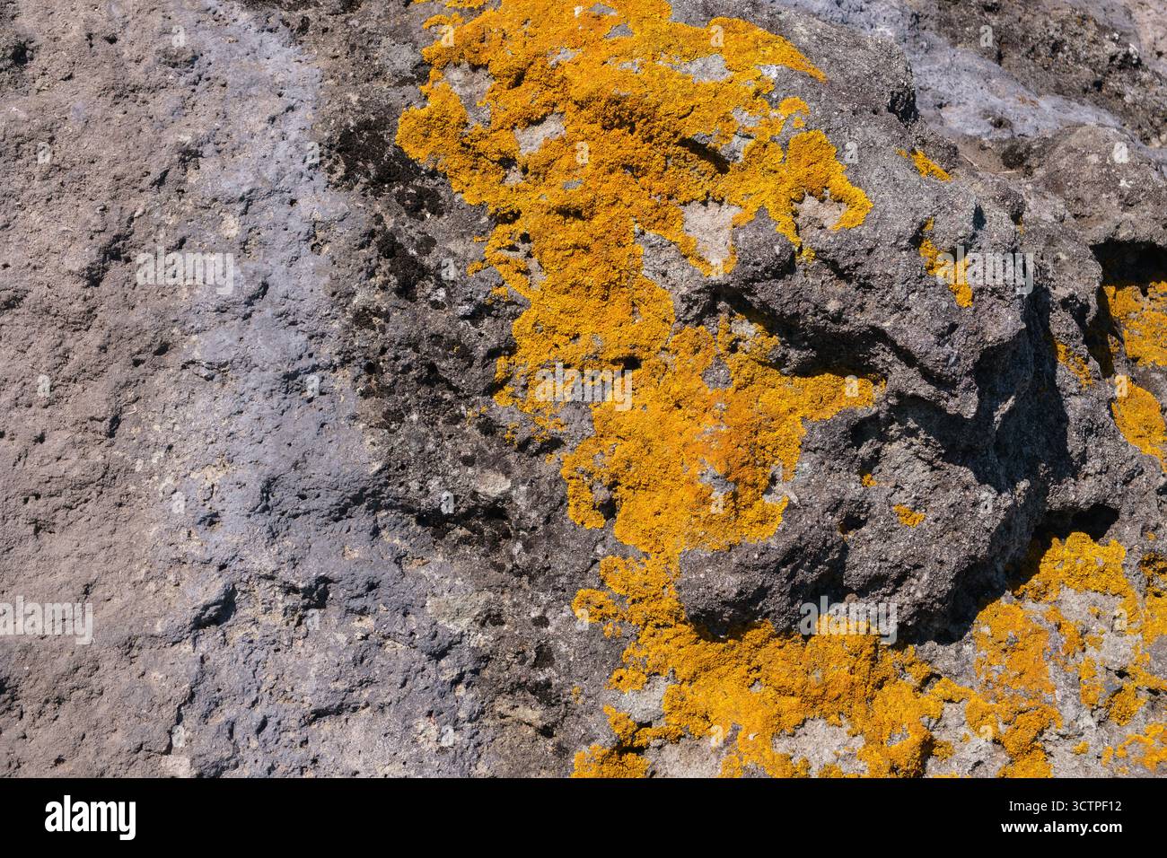 Nahaufnahme der rauen grauen Felsoberfläche, bedeckt mit hellorangefarbenen Flechten. Das lebhafte Wachstum steht in starkem Kontrast zum strukturierten Stein. Stockfoto