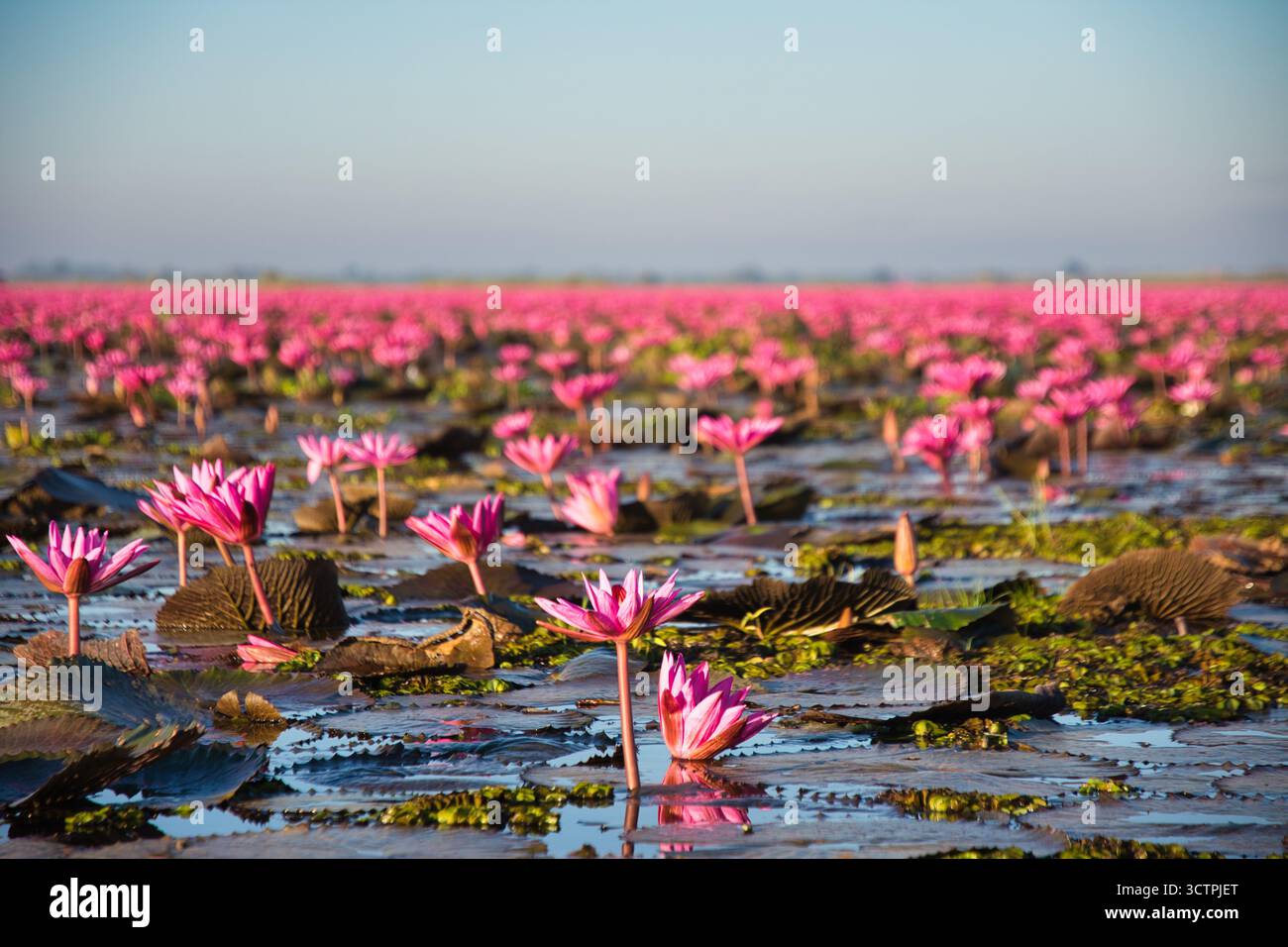 Rotes Lotusmeer, Provinz Udon Thani, wunderschöne Naturlandschaft in thailand rotes Lotusmeer am Morgen Stockfoto