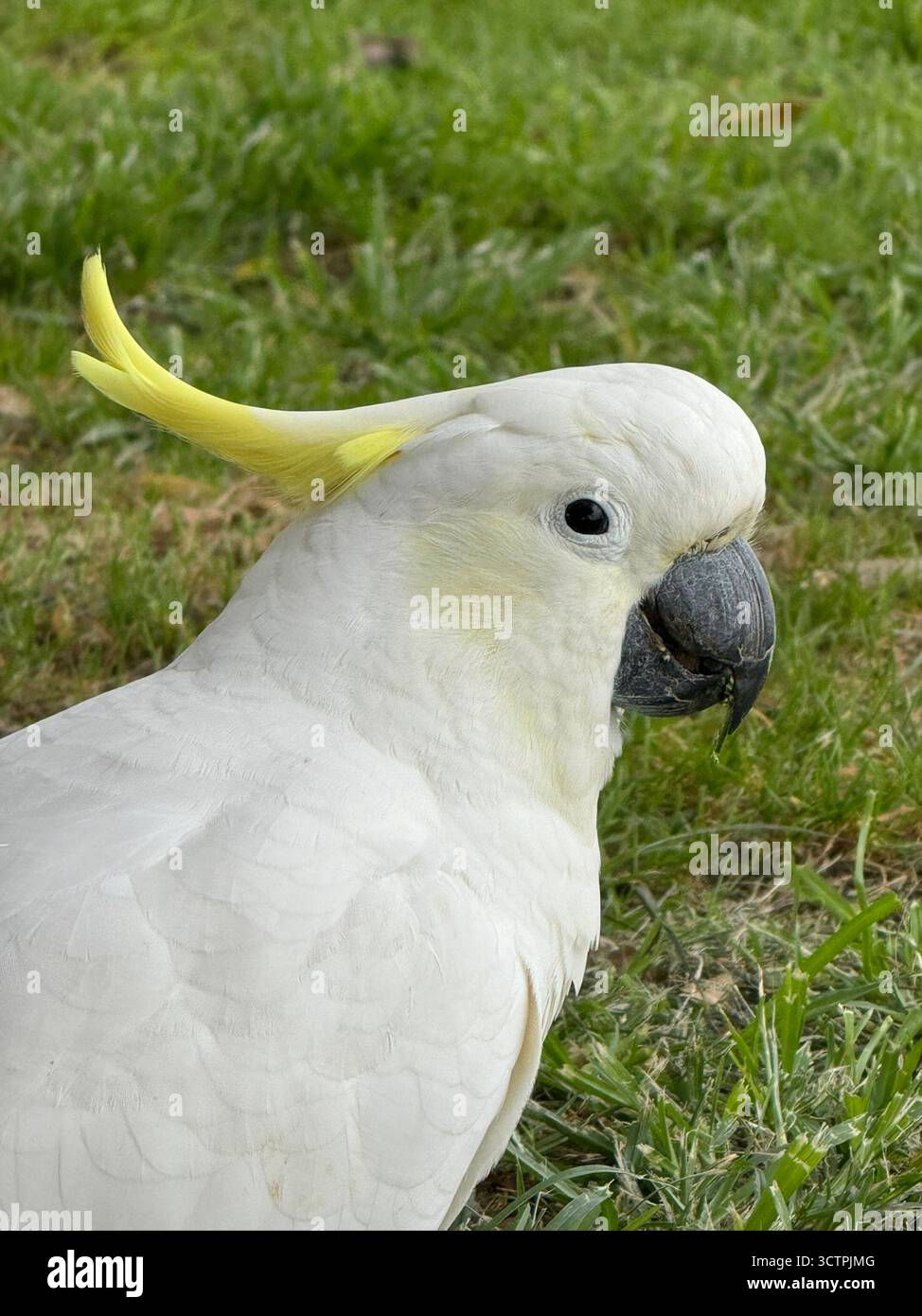 Nahaufnahme eines weißen Kakadus mit gelben Wappenfedern, der in seinem natürlichen Lebensraum auf grünem Gras sitzt. - Smartphone-aufgenommenes Stockfoto