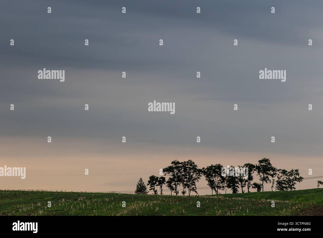 Eine ruhige, ländliche Landschaft entfaltet sich unter einem bewölkten Abendhimmel, wo sich Silhouetten von Bäumen vor dem Hintergrund eines verblassenden Lichts in der Abenddämmerung erheben. Stockfoto