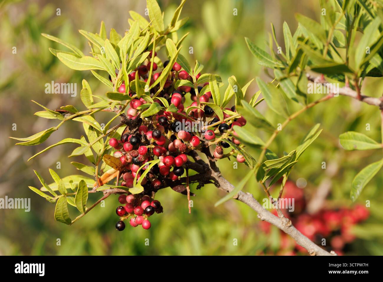 Mastixfrucht (Pistacia lentiscus) zur Würzung von Likören, Santa Pola, Spanien Stockfoto