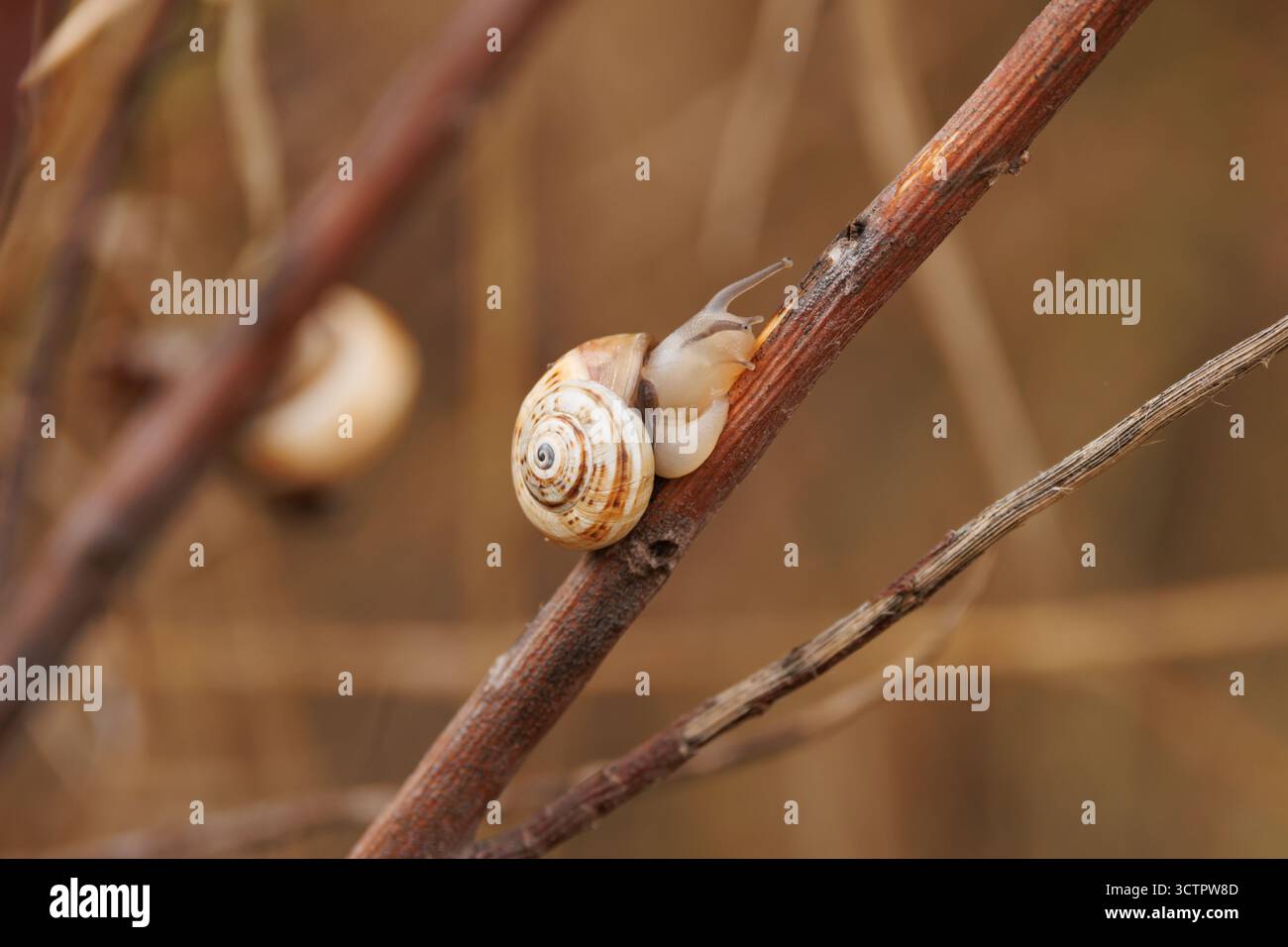 Dünenschnecke Theba pisana auf einem regengetränkten Stock, Santa Pola, Spanien Stockfoto