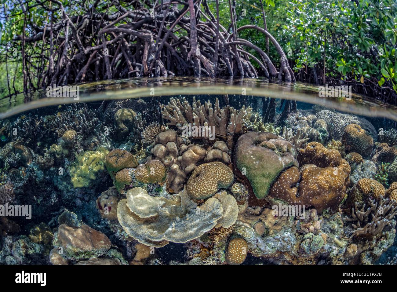 Eine Vielzahl von riffbildenden Korallen und anderen Wirbellosen konkurrieren um Platz, um am Rande eines Mangrovenwaldes zu wachsen, rote Mangroven, Rhizophora-Mangroven, Stockfoto