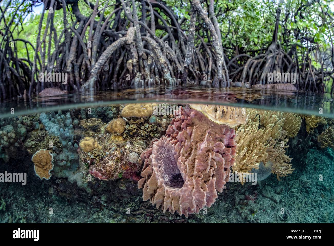 Eine Vielzahl von Tonnenschwämmen, Weichkorallen und anderen wirbellosen Tieren konkurrieren um Platz, um entlang des Randes eines Mangrovenwaldes, der roten Mangroven, der Rhizoph, zu wachsen Stockfoto