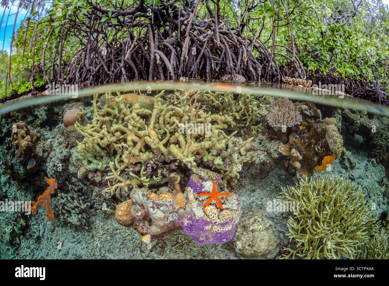 Eine Vielzahl von Hart- und Weichkorallen, anderen Wirbellosen und Algen konkurrieren um Platz, um auf den Stützwurzeln der roten Mangroven, Rhizophora Mangle, Raja A Zu wachsen Stockfoto