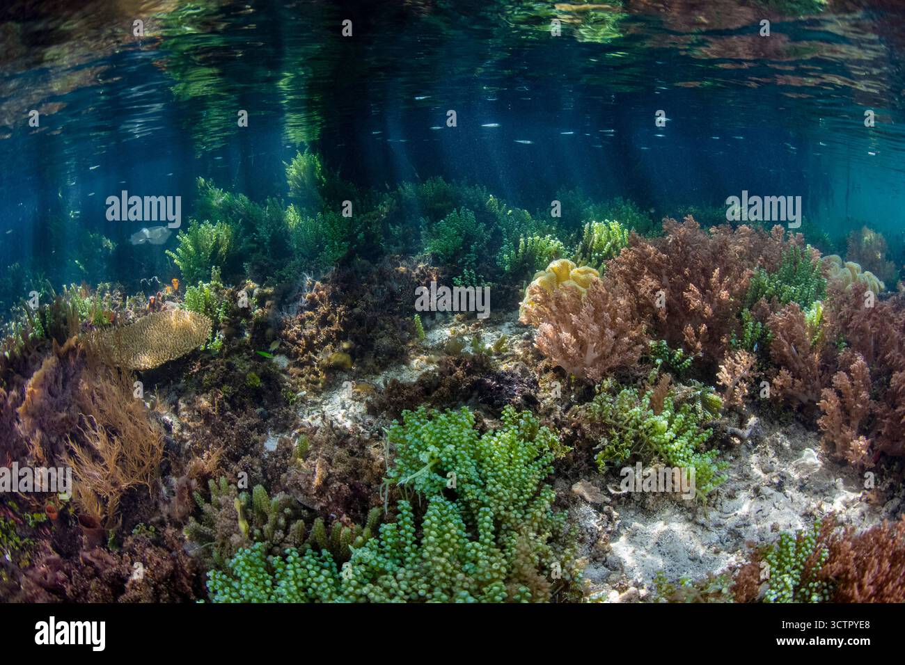 Gesunde Korallen und andere wirbellose Tiere gedeihen am Rande eines Mangrovenwaldes inmitten der abgelegenen Inseln Raja Ampat, Indonesien. Diese tropische Region Stockfoto