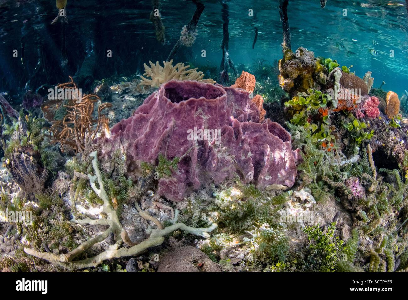 Gesunde Korallen und andere wirbellose Tiere gedeihen am Rande eines Mangrovenwaldes inmitten der abgelegenen Inseln Raja Ampat, Indonesien. Diese tropische Region Stockfoto
