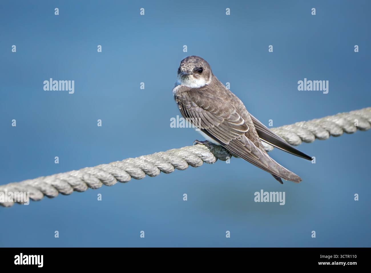 Sand Martin (Riparia riparia) schlucken auf einem dicken Seil vor blauem Wasser Stockfoto