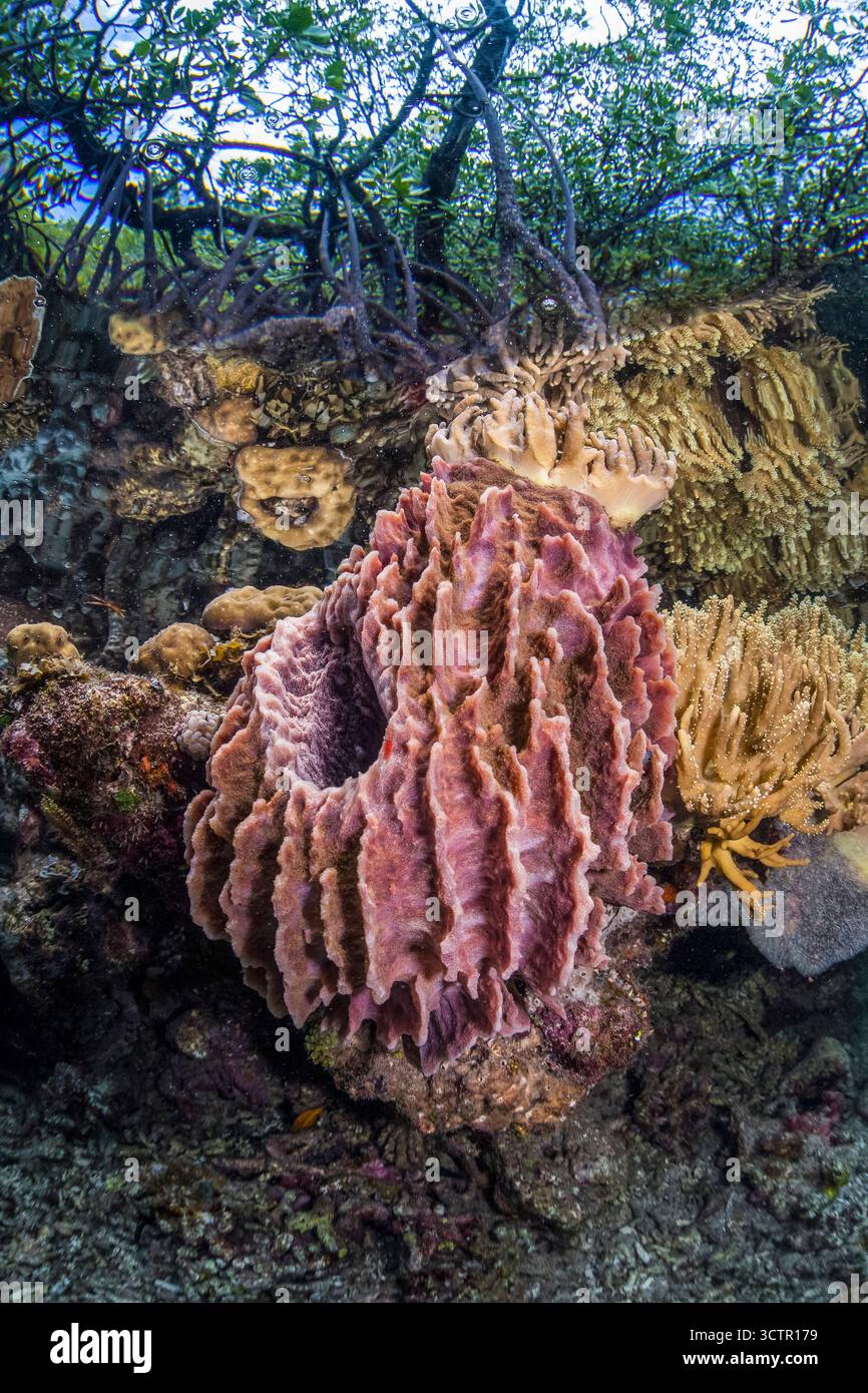Eine Vielzahl von Tonnenschwämmen, Weichkorallen und anderen wirbellosen Tieren konkurrieren um Platz, um entlang des Randes eines Mangrovenwaldes, der roten Mangroven, der Rhizoph, zu wachsen Stockfoto