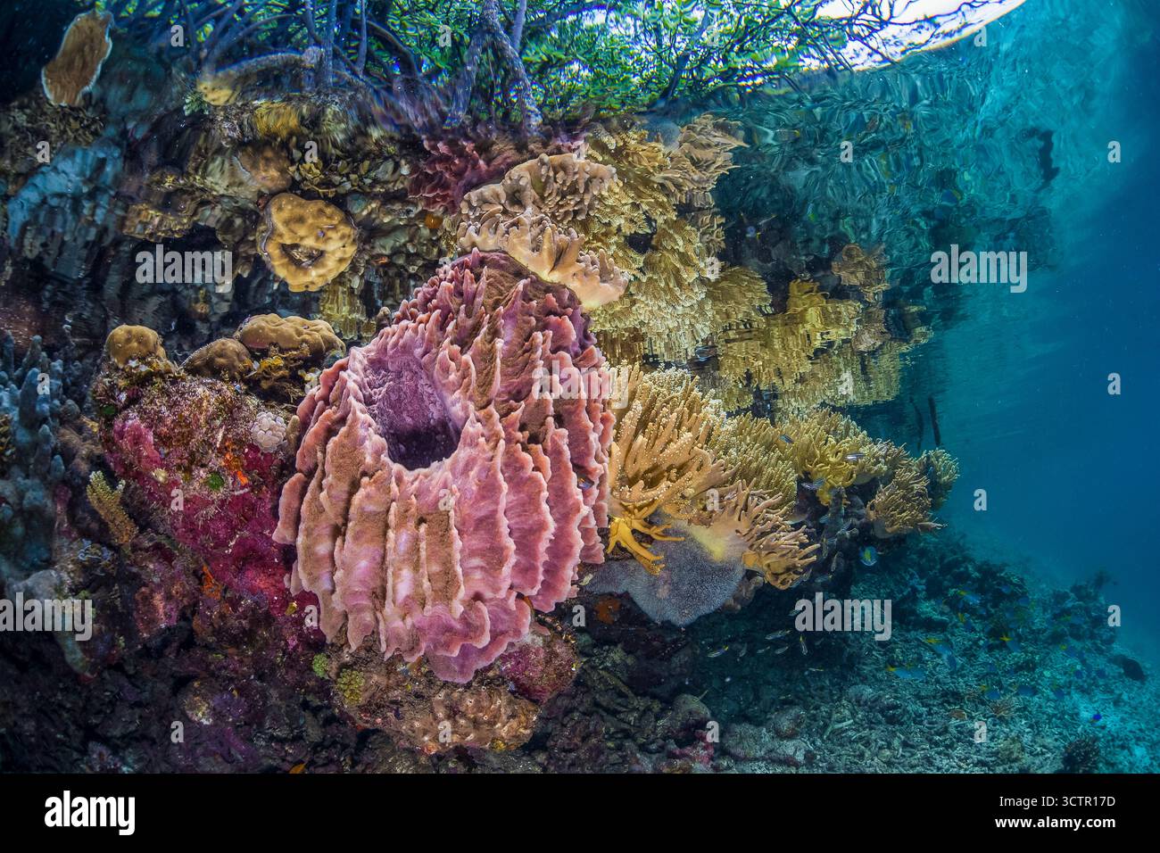 Eine Vielzahl von Tonnenschwämmen, Weichkorallen und anderen wirbellosen Tieren konkurrieren um Platz, um entlang des Randes eines Mangrovenwaldes, der roten Mangroven, der Rhizoph, zu wachsen Stockfoto