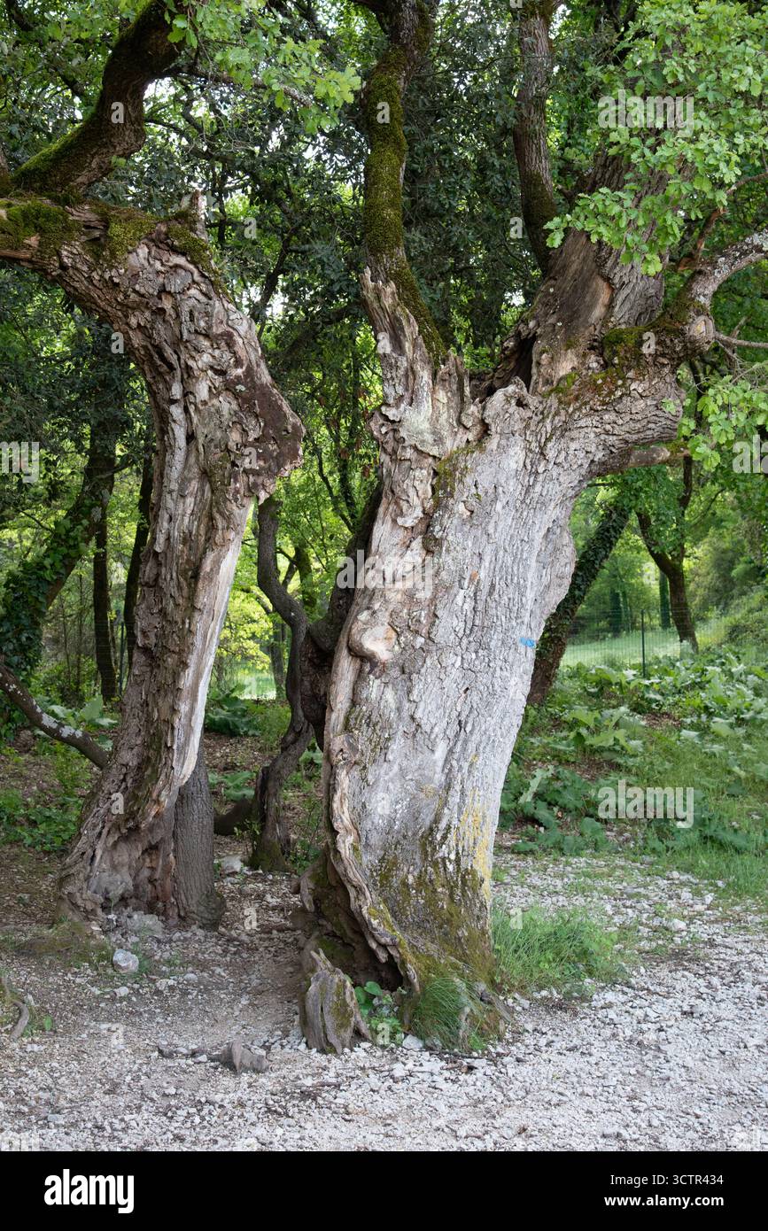 Alte, knorrige alte Eiche oder alte Spalteiche, Querus-Arten Stockfoto