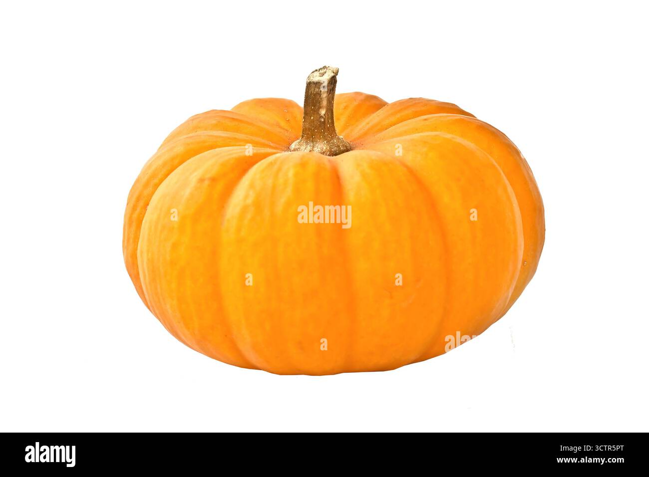 Foto eines Kürbis oder Kürbis auf weißem Hintergrund, Dekor für Herbst, Halloween oder Thanksgiving Stockfoto