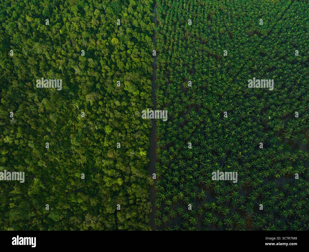 Horizontales Drohnenfoto mit Blick auf den üppigen Regenwald auf der linken Seite und riesige Ölpalmenplantage auf der rechten Seite. Kinabatangan River, Sabah, Malaysia Stockfoto