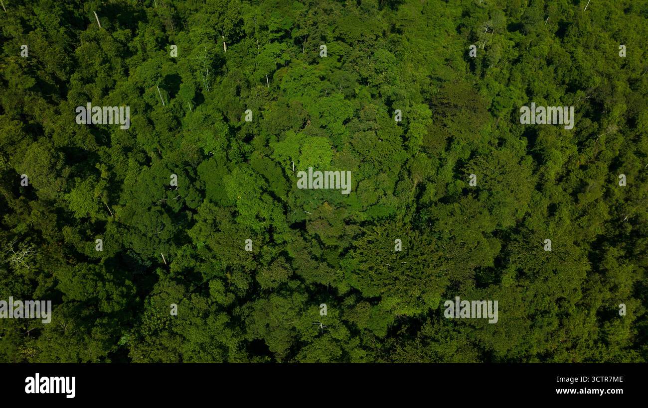 Horizontale Drohnen-/Luftaufnahme mit Blick auf unberührte, üppige Regenwaldddächer, am Kinabatangan River, Sabah, Borneo, Malaysia. Stockfoto