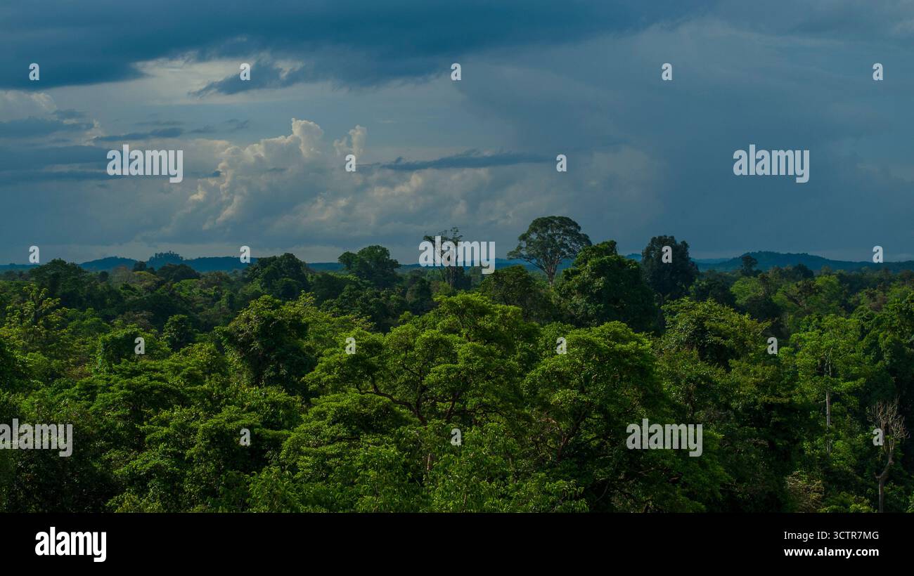 Horizontales Drohnenfoto von unberührtem, üppigem Regenwald mit dunklen Wolken und Hügeln im Hintergrund, am Kinabatangan River, Sabah, Borneo, Malaysia Stockfoto