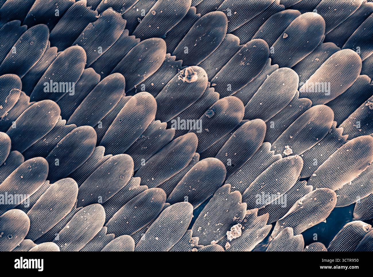 Mikroskopisches Bild einer Schmetterlingsflügelskala mit 500-facher Vergrößerung, die Schichtstruktur und Pollengranulat mit lebendiger Textur und natürlicher Farbgebung zeigt Stockfoto