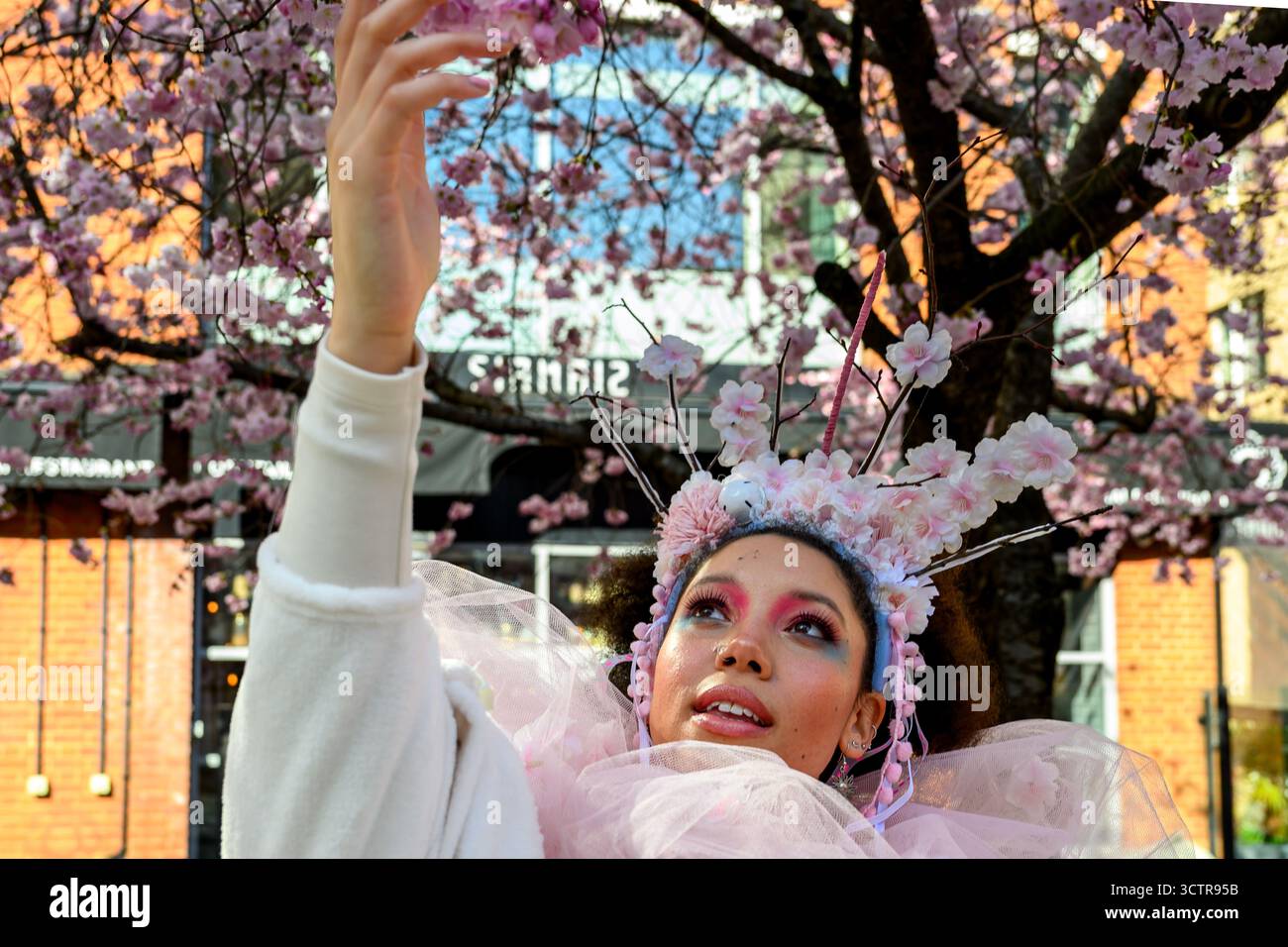 Cherry Blossom Day am Oozells Square am Brindleyplace Birmingham West Midlands für die blühende Tagundnachtgleiche am 20. März 2025 in Birmingham Stockfoto