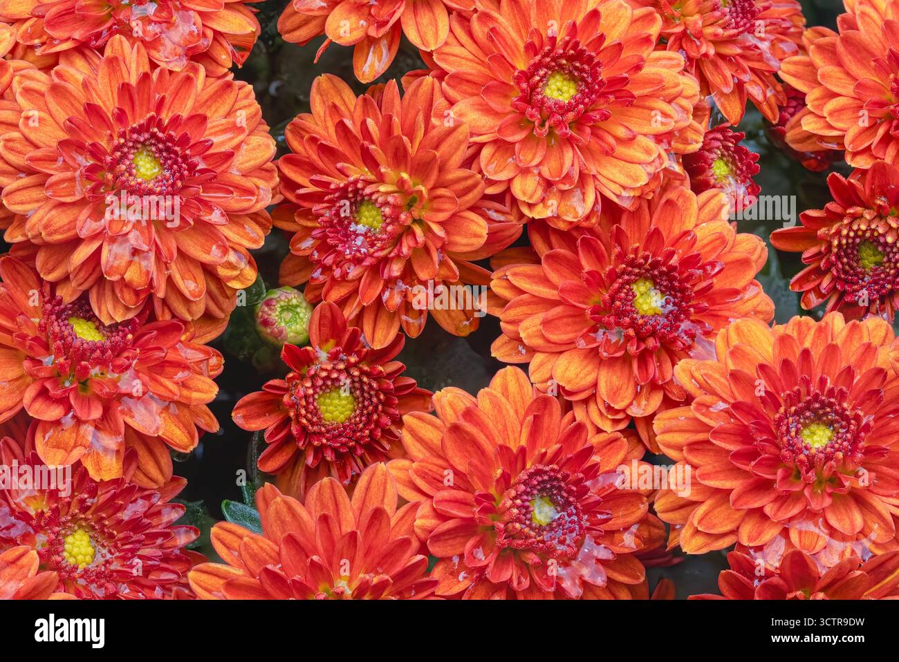Hellorange gelbe und rote Crysanthemenpflanze in voller Blüte Stockfoto