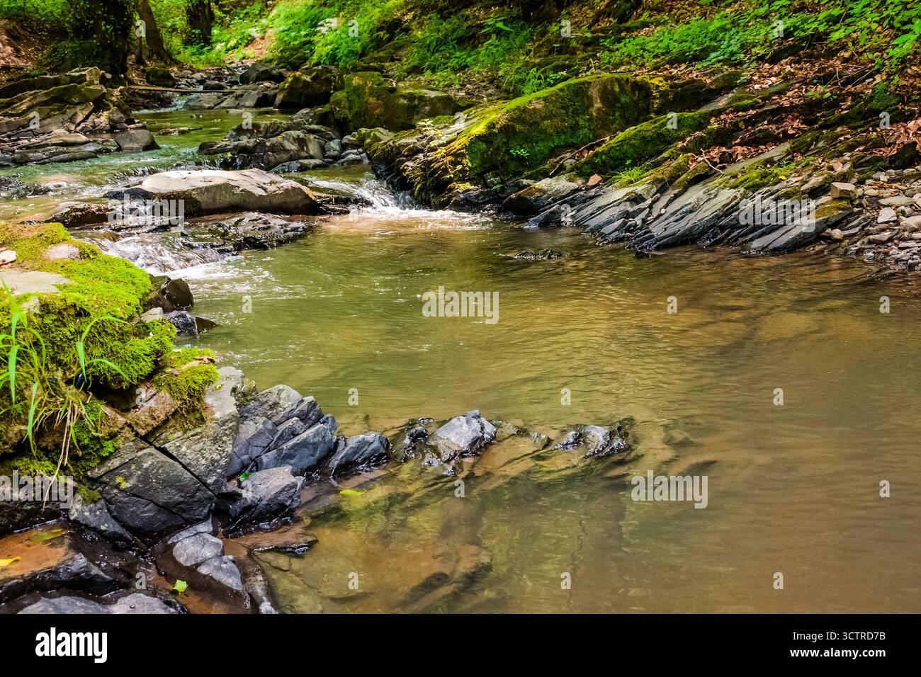 Waldfluss im Sommer. Wasser und Felsen in der Schlucht. Grüner Bach, der neben üppigen Bäumen durch die natürliche Landschaft europas fließt. Szene im Wald von Ukrai Stockfoto