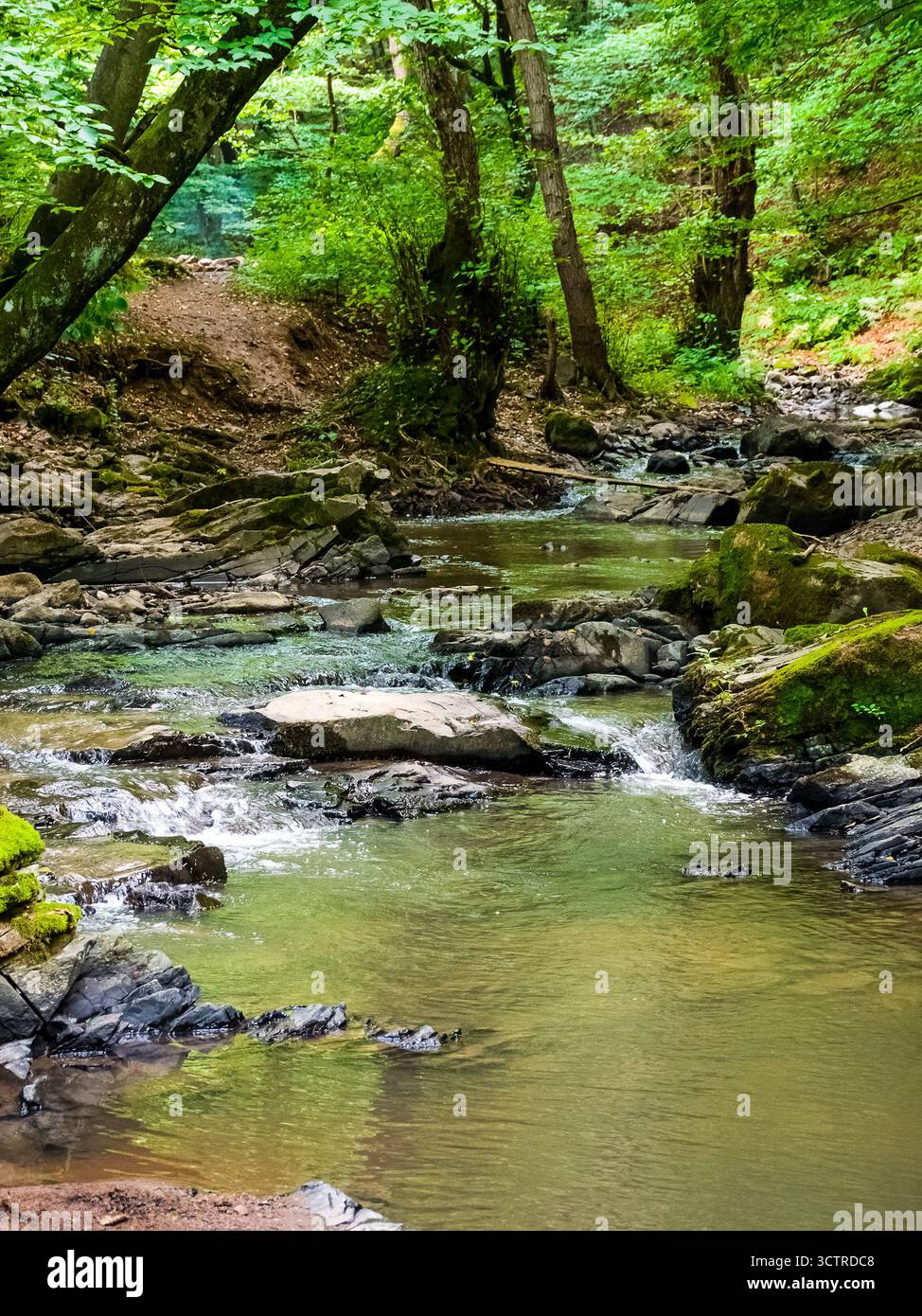 Waldfluss im Sommer. Wasser und Felsen in der Schlucht. Grüner Bach, der neben üppigen Bäumen durch die natürliche Landschaft europas fließt. Szene im Wald von Ukrai Stockfoto