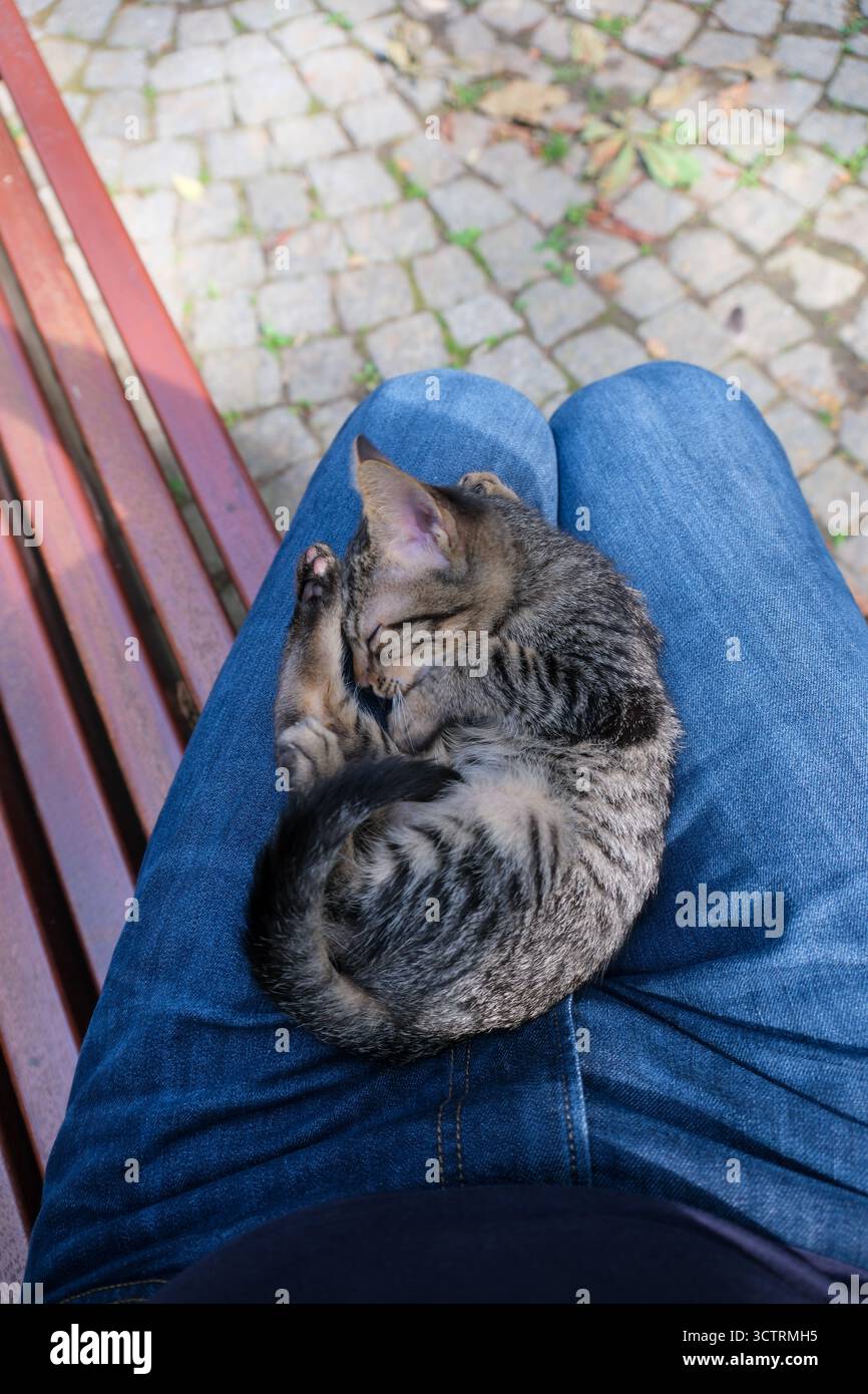 2. OKT 2025 - Istanbul, Türkei - eine entzückende kleine wilde Straßenkatze - Kätzchen in einem Park in Istanbul gefunden - wilde Katzen sind im meditarranischen Countr üblich Stockfoto