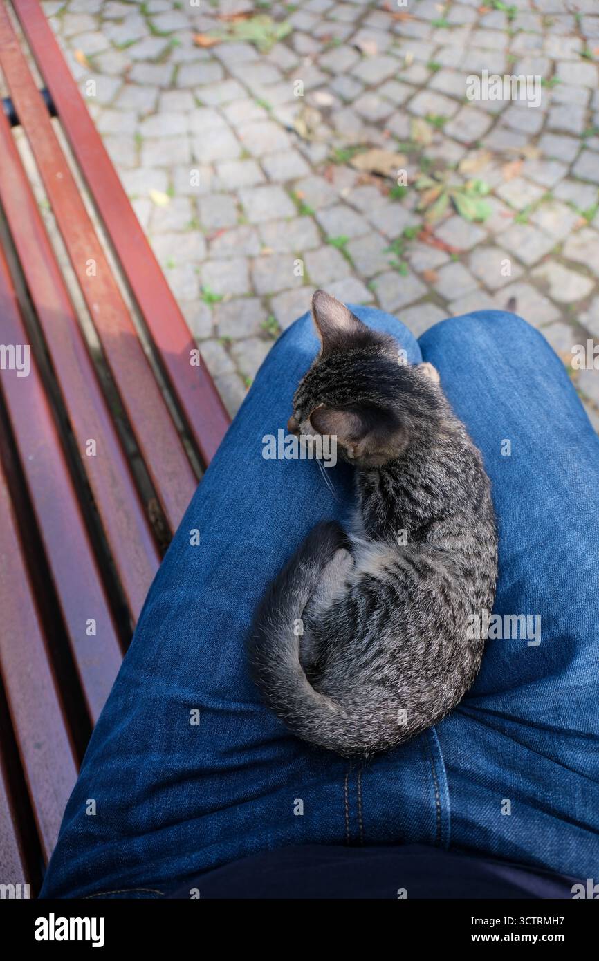 2. OKT 2025 - Istanbul, Türkei - eine entzückende kleine wilde Straßenkatze - Kätzchen in einem Park in Istanbul gefunden - wilde Katzen sind im meditarranischen Countr üblich Stockfoto