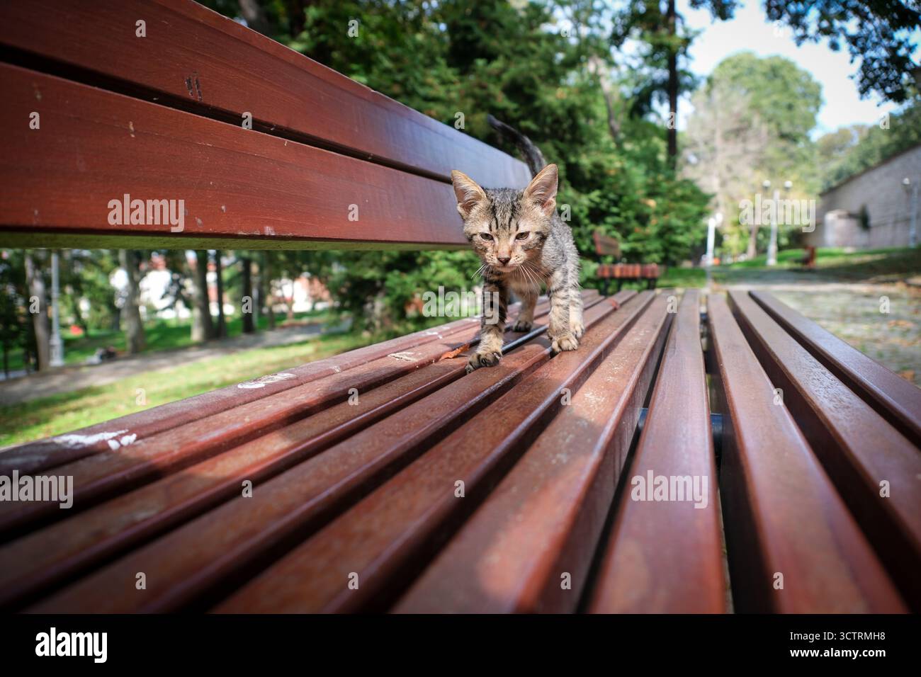 2. OKT 2025 - Istanbul, Türkei - eine entzückende kleine wilde Straßenkatze - Kätzchen in einem Park in Istanbul gefunden - wilde Katzen sind im meditarranischen Countr üblich Stockfoto