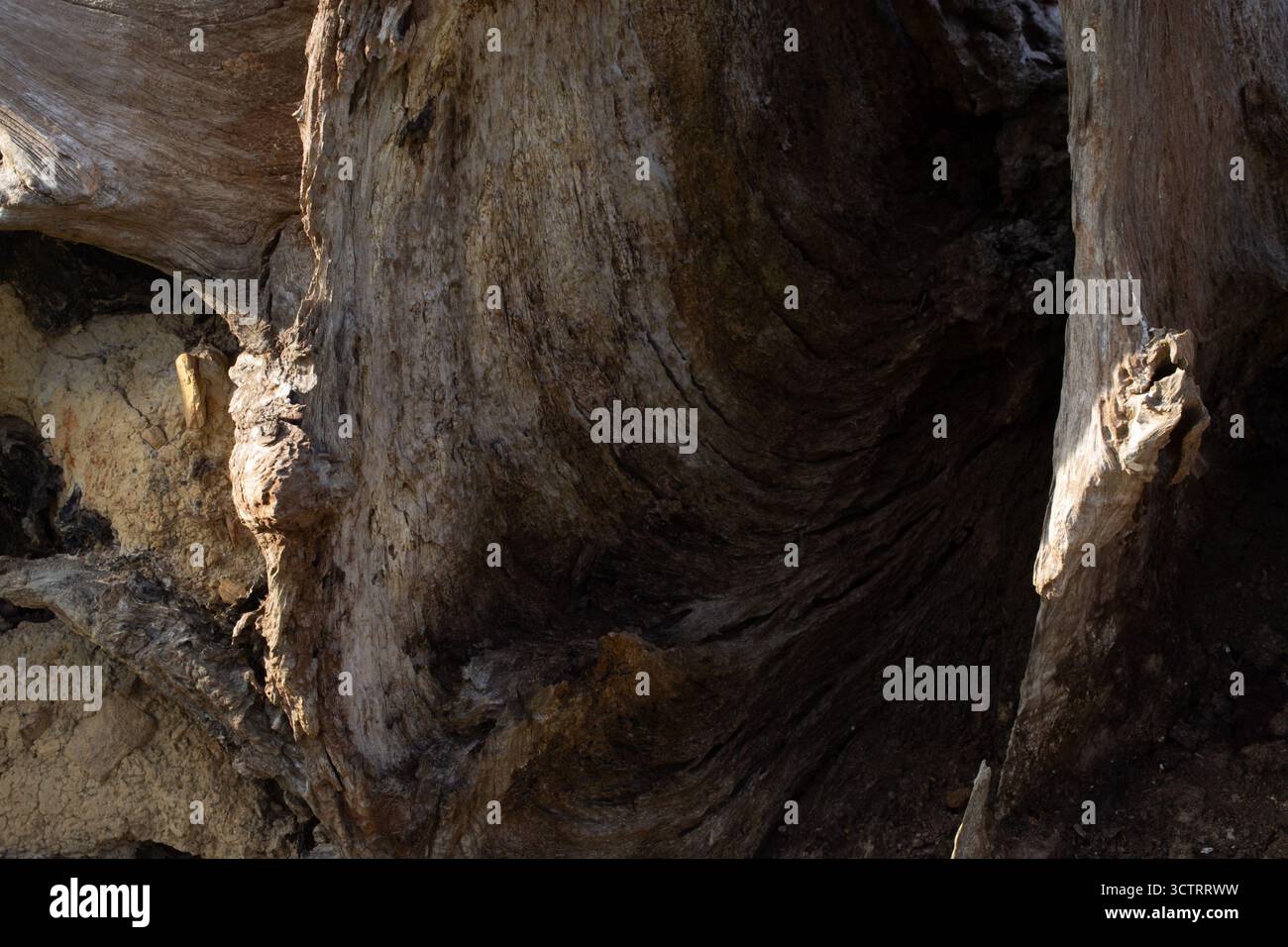 Die Unterseite eines Baumes - umgedrehte Wurzeln Stockfoto