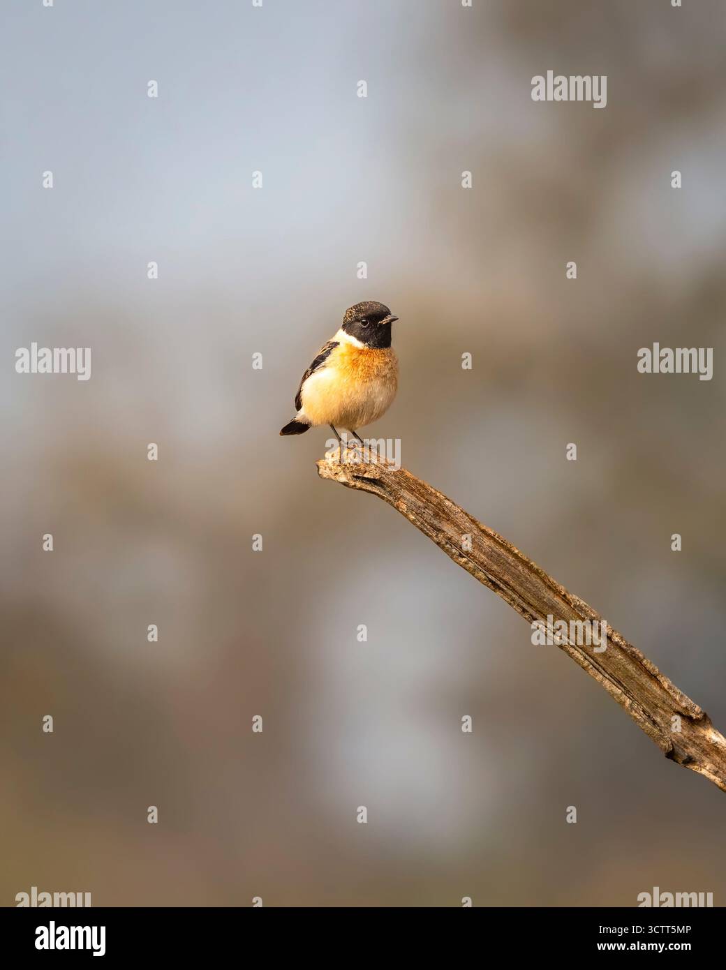Sibirischer Steinechat oder asiatischer Steinechat oder Saxicola maurus-Vogel in Nahaufnahme bei manila uttarakhand india asia Stockfoto