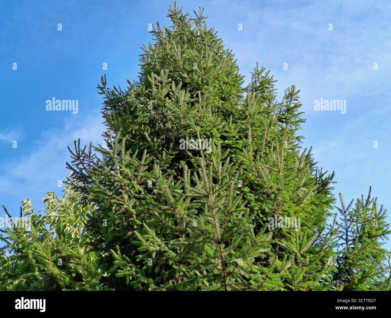 Große gemeine Fichte in Rumänien. Picea abies Stockfoto
