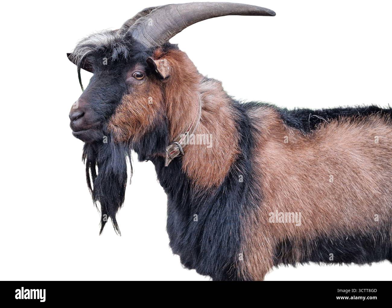 Männliche Ziege isoliert auf weißem Hintergrund Stockfoto