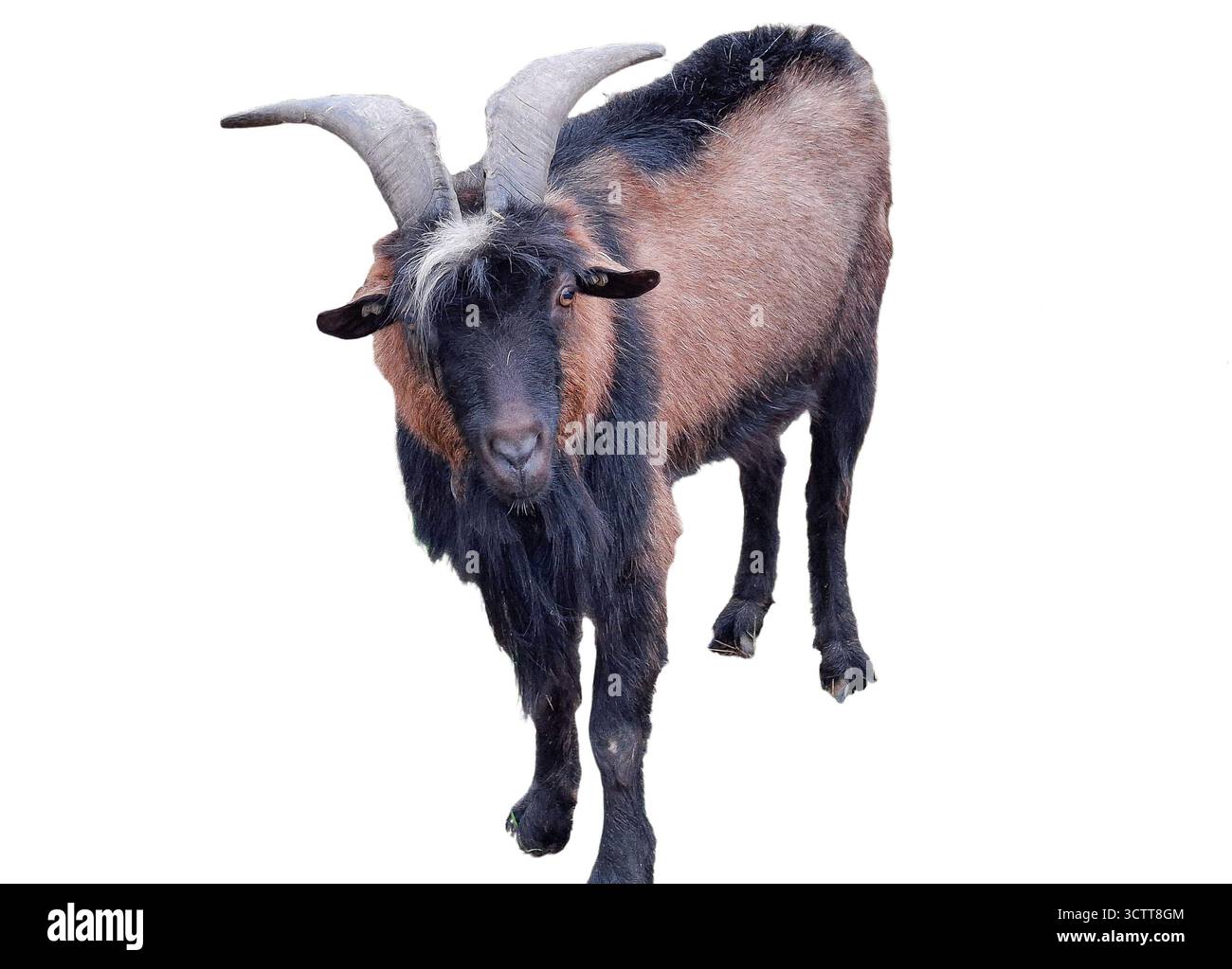 Männliche Ziege isoliert auf weißem Hintergrund Stockfoto