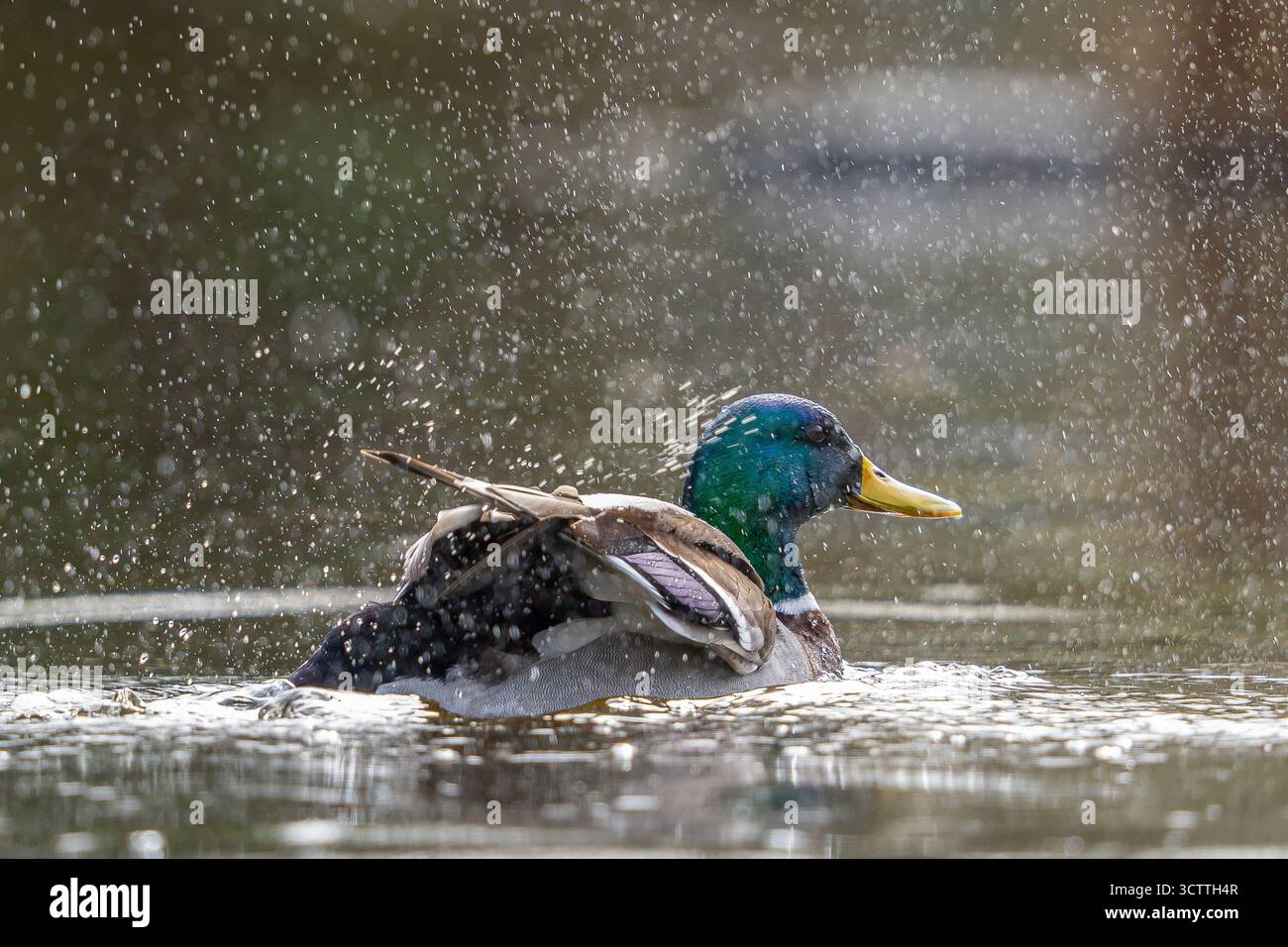 Nahaufnahme einer männlichen Stockenten, die im Wasser baden und Wasser in die Luft spritzt. Stockfoto