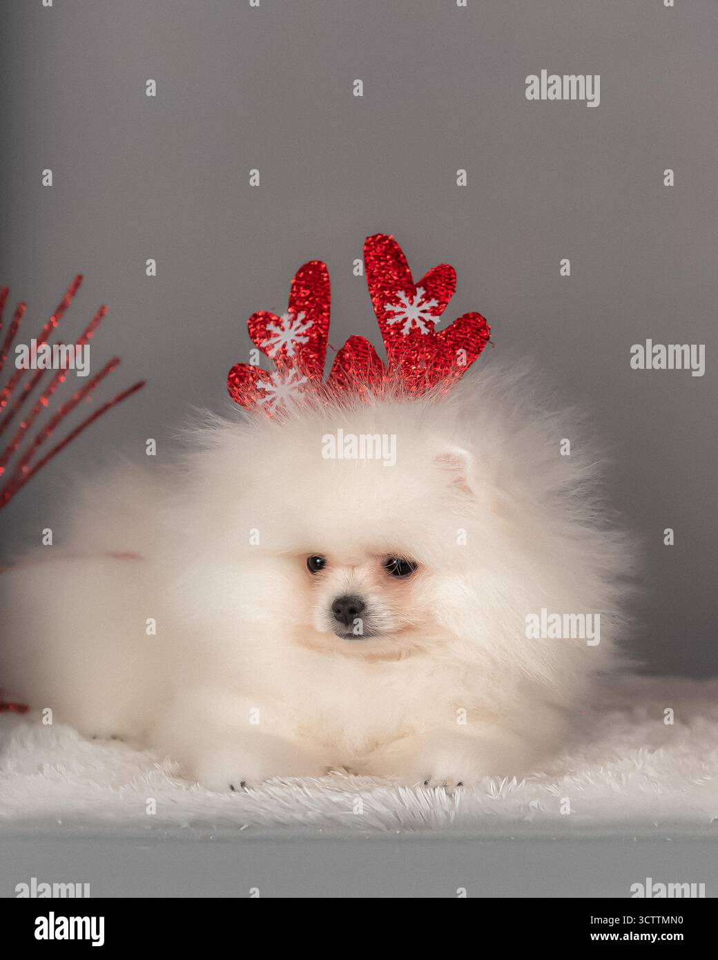 Flauschiger weißer Pommerscher Welpe mit rotem Glitzergeweih mit Schneeflocken-Design auf weichem Pelzteppich vor grauem Hintergrund. Stockfoto