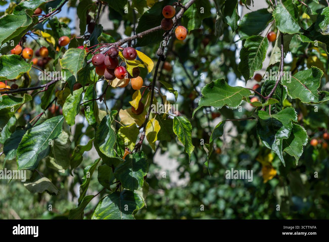 Kleine rote Paradies-Äpfel, die auf einem Ast vor grauem bewölktem Himmel wachsen, mit defokussierten Apfelbaumblättern im Hintergrund Stockfoto