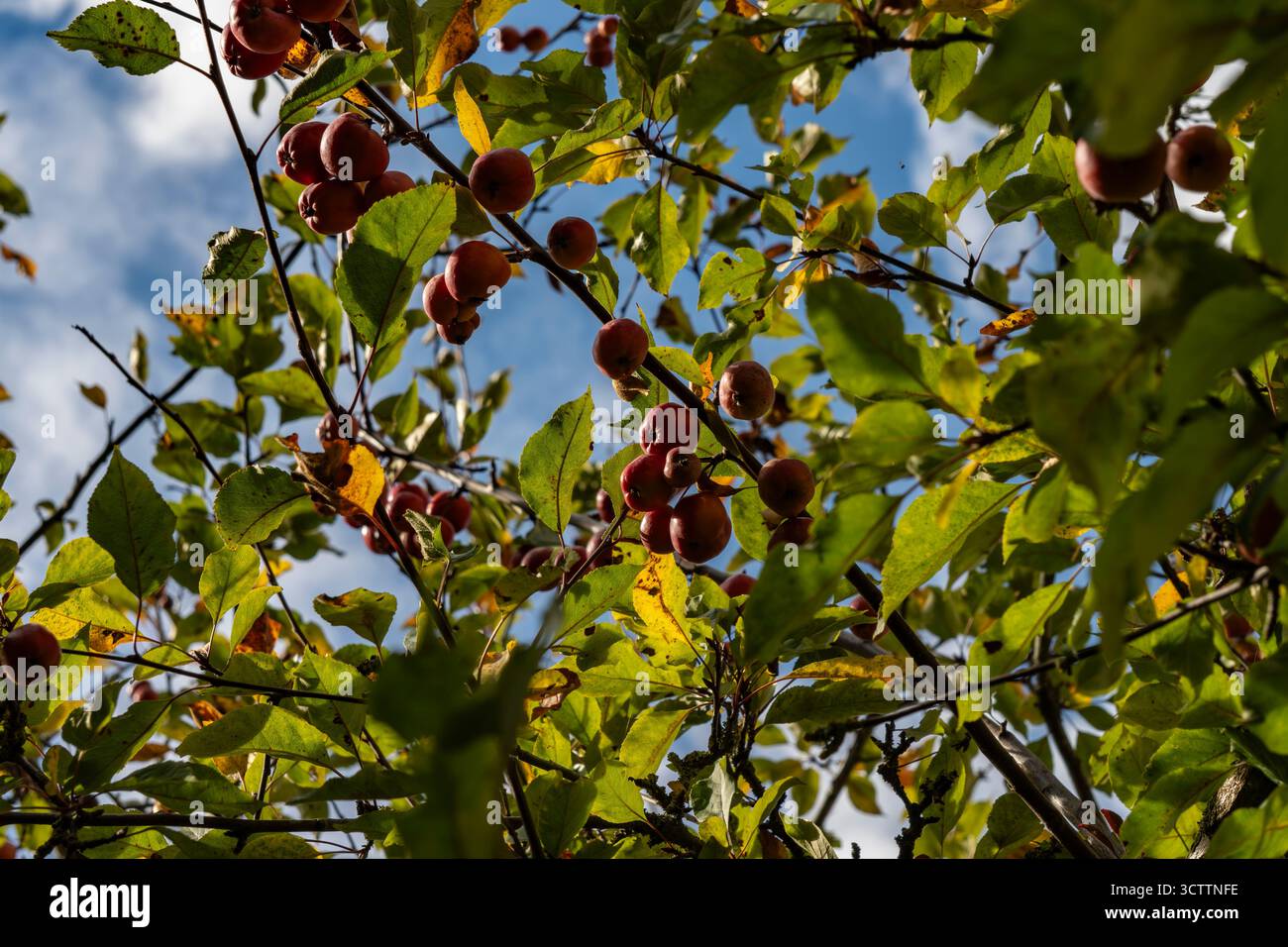 Kleine rote Paradies-Äpfel, die auf einem Ast vor grauem bewölktem Himmel wachsen, mit defokussierten Apfelbaumblättern im Hintergrund Stockfoto