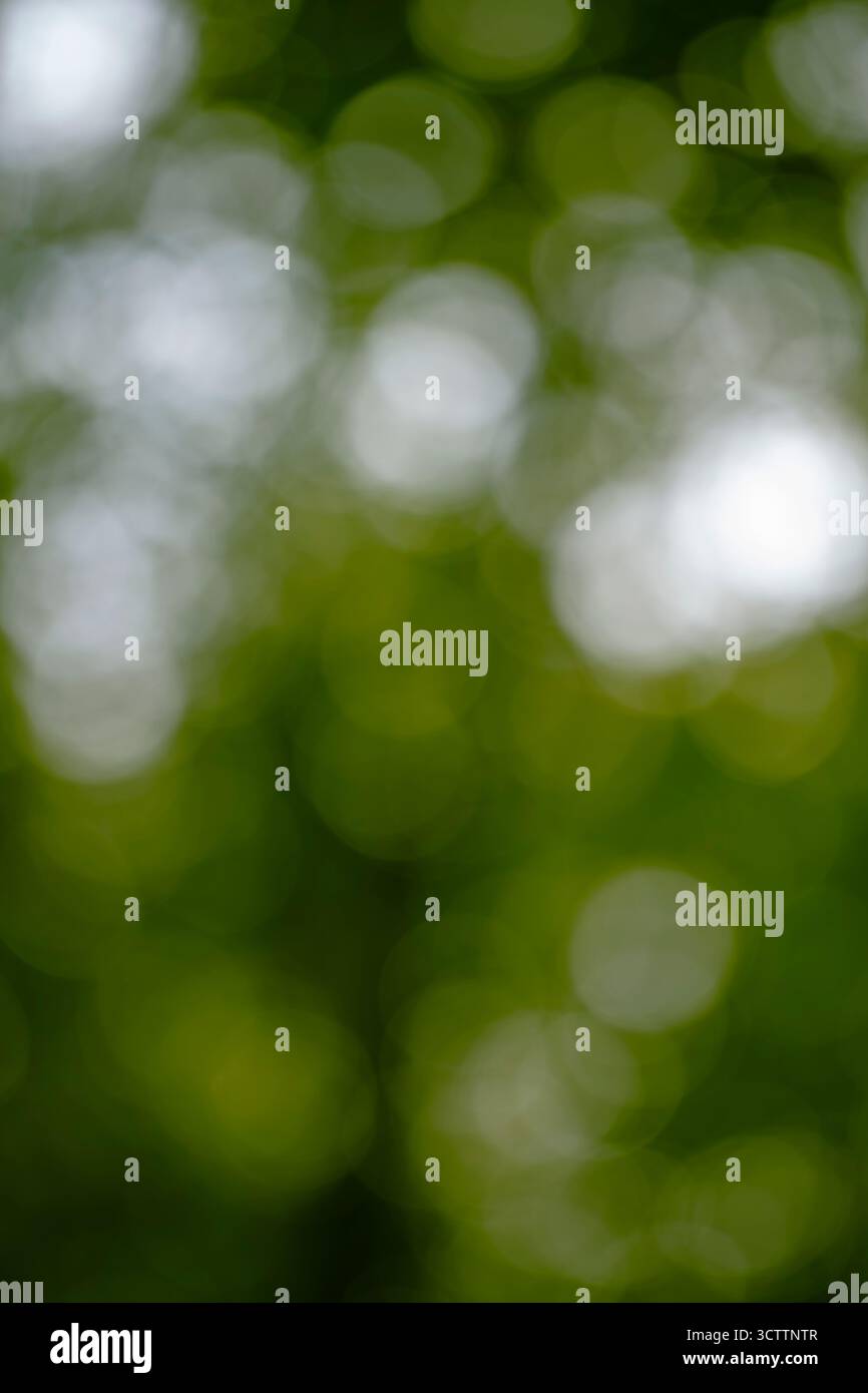 Natürlicher Bokeh-Hintergrund von grünen Blättern, Weihnachtsbokeh, defokussierter Bokeh-Hintergrund. Ein ruhiges Hintergrundbild mit natürlichem Bokeh-Effekt Stockfoto