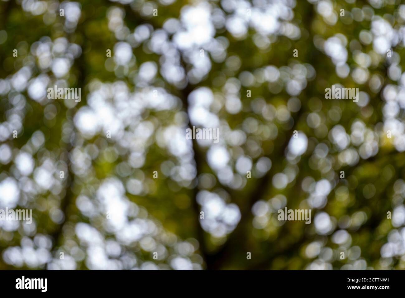 Ruhiger natürlicher Bokeh-Hintergrund eines unscharfen grünen Baumes im Sommer oder Frühlingslicht Stockfoto