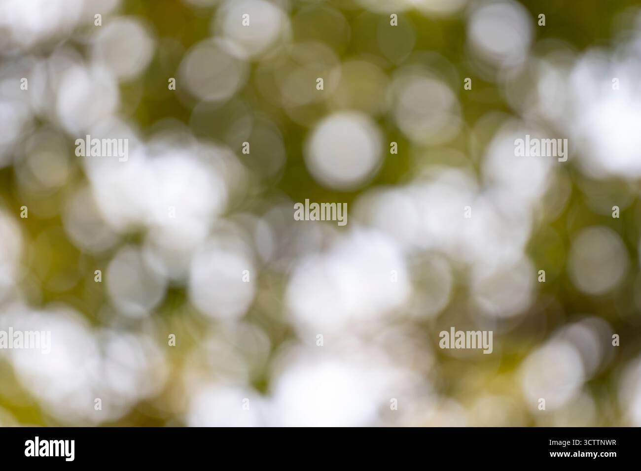 Ruhiger natürlicher Bokeh-Hintergrund eines unscharfen grünen Baumes im Sommer oder Frühlingslicht Stockfoto