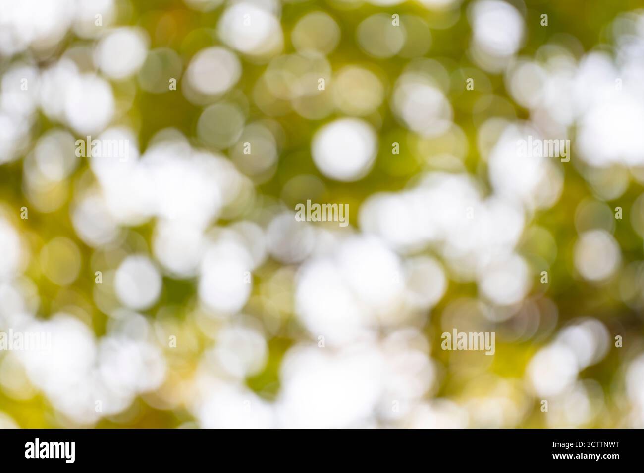 Ruhiger natürlicher Bokeh-Hintergrund eines unscharfen grünen Baumes im Sommer oder Frühlingslicht Stockfoto