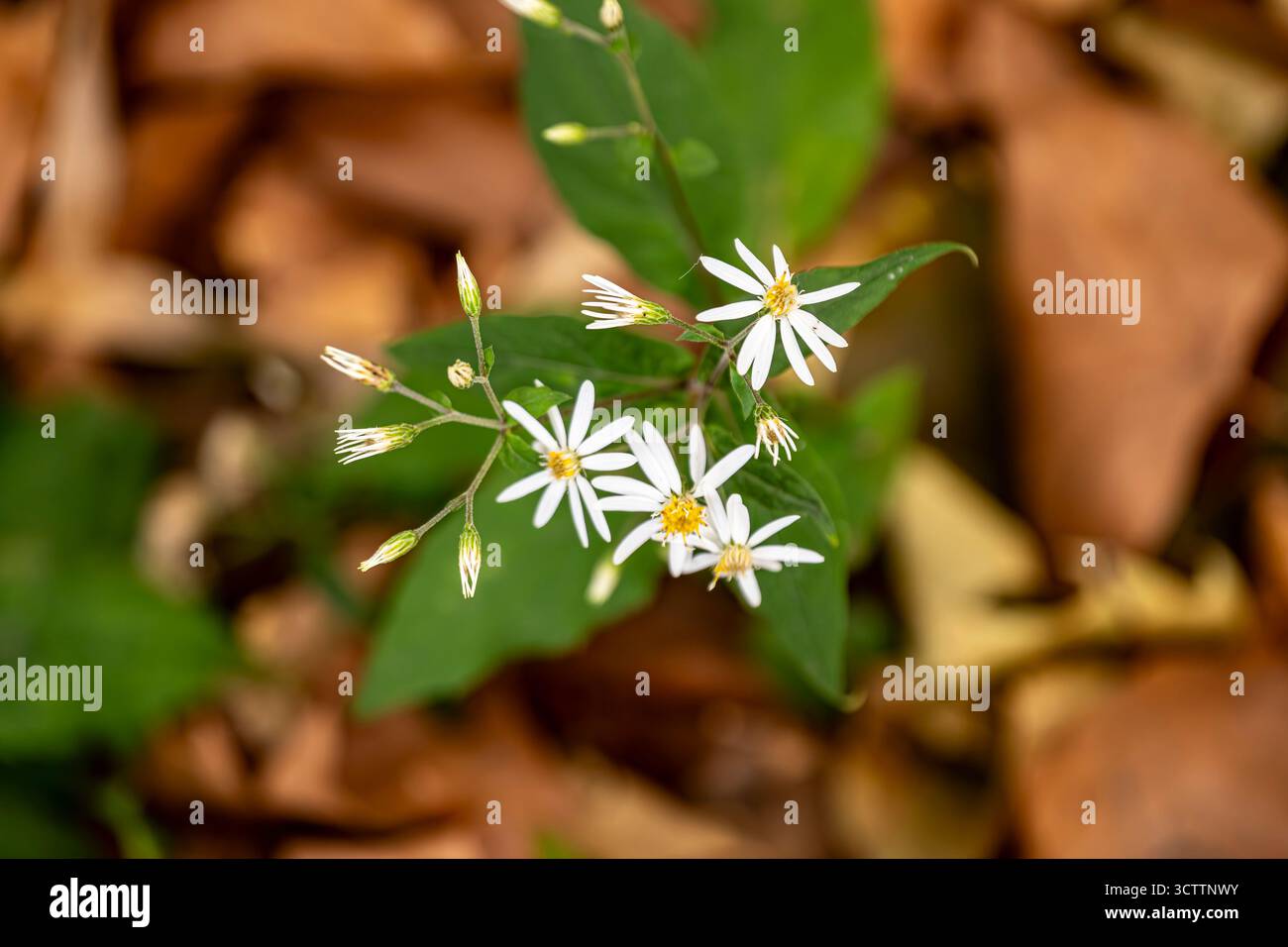 Nahaufnahme der herbstlichen wilden Astern und Gänseblümchen in einem Park mit weichem, verschwommenem Hintergrund und zarter Herbstblumen-Makroszene Stockfoto