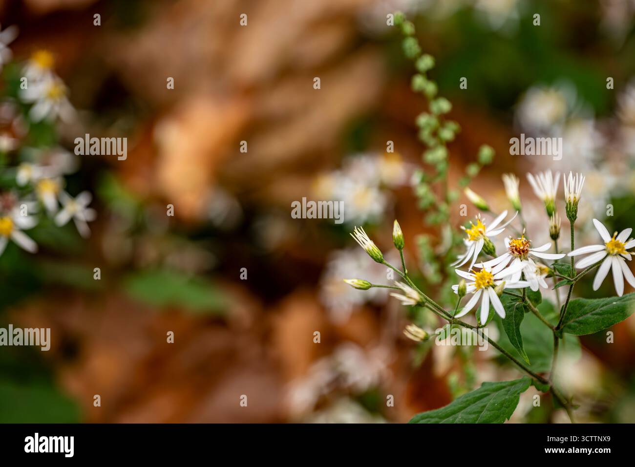Nahaufnahme der herbstlichen wilden Astern und Gänseblümchen in einem Park mit weichem, verschwommenem Hintergrund und zarter Herbstblumen-Makroszene Stockfoto