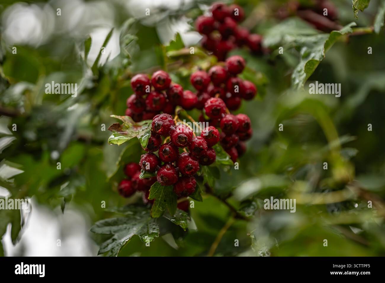 Close-up Wilde Brombeeren mit Tautropfen auf Zweig — Tender Brombeerbeeren Macro Stockfoto
