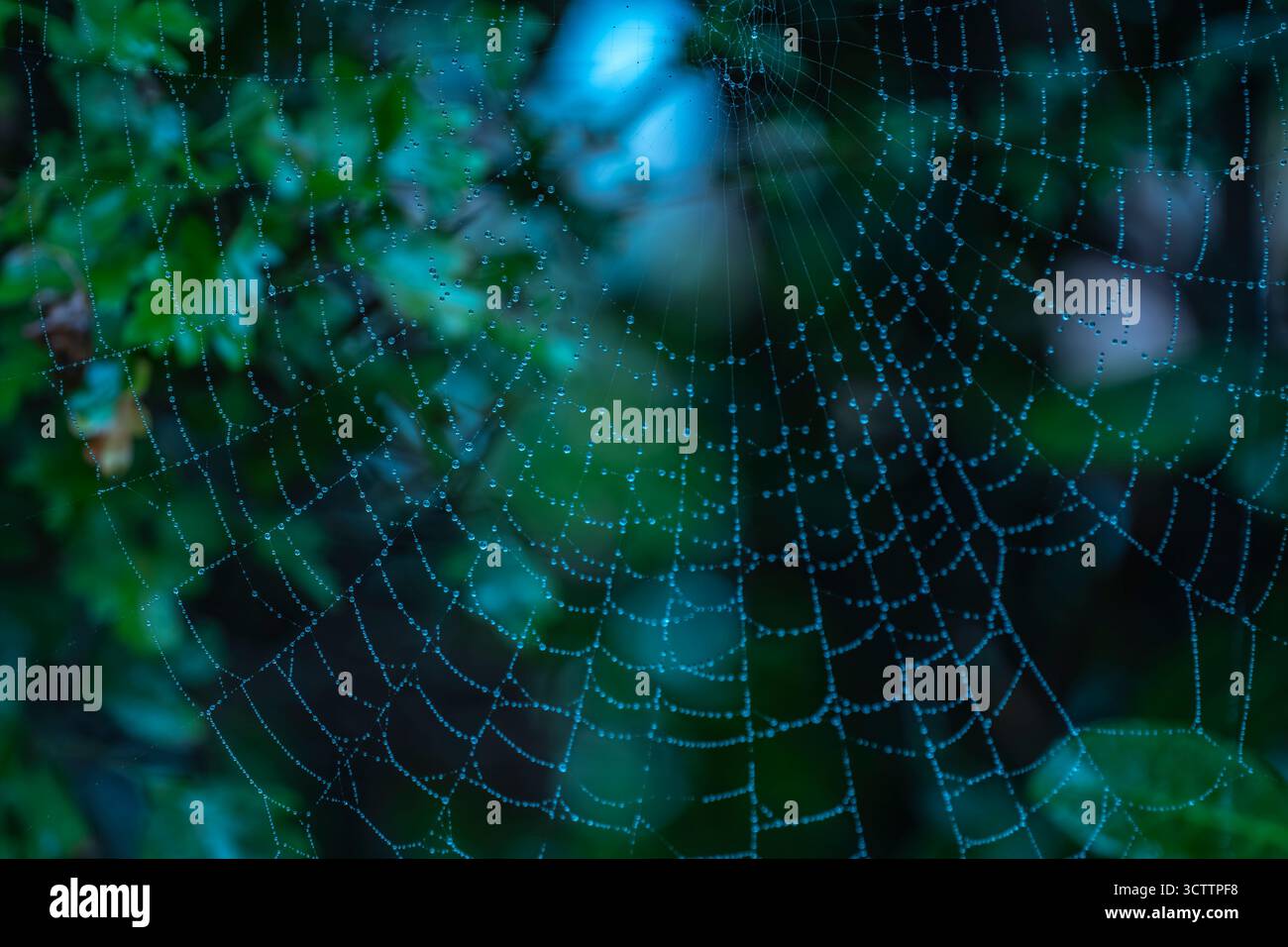 Taugeküsste Spiderweb Eine Studie in BlueShot auf einer Sony a6700 Kamera mit einem 100-mm-Laowa-Makroobjektiv Stockfoto