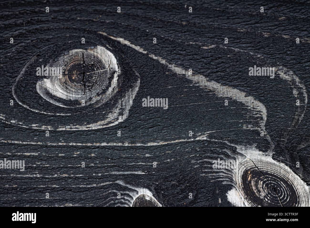 Textur des Holzhintergrunds mit Mustern des Holzhintergrunds Schwarze Textur natürlicher Hintergrund aufgenommen mit einer Sony a6700 Kamera mit einem 100-mm-Makro Stockfoto