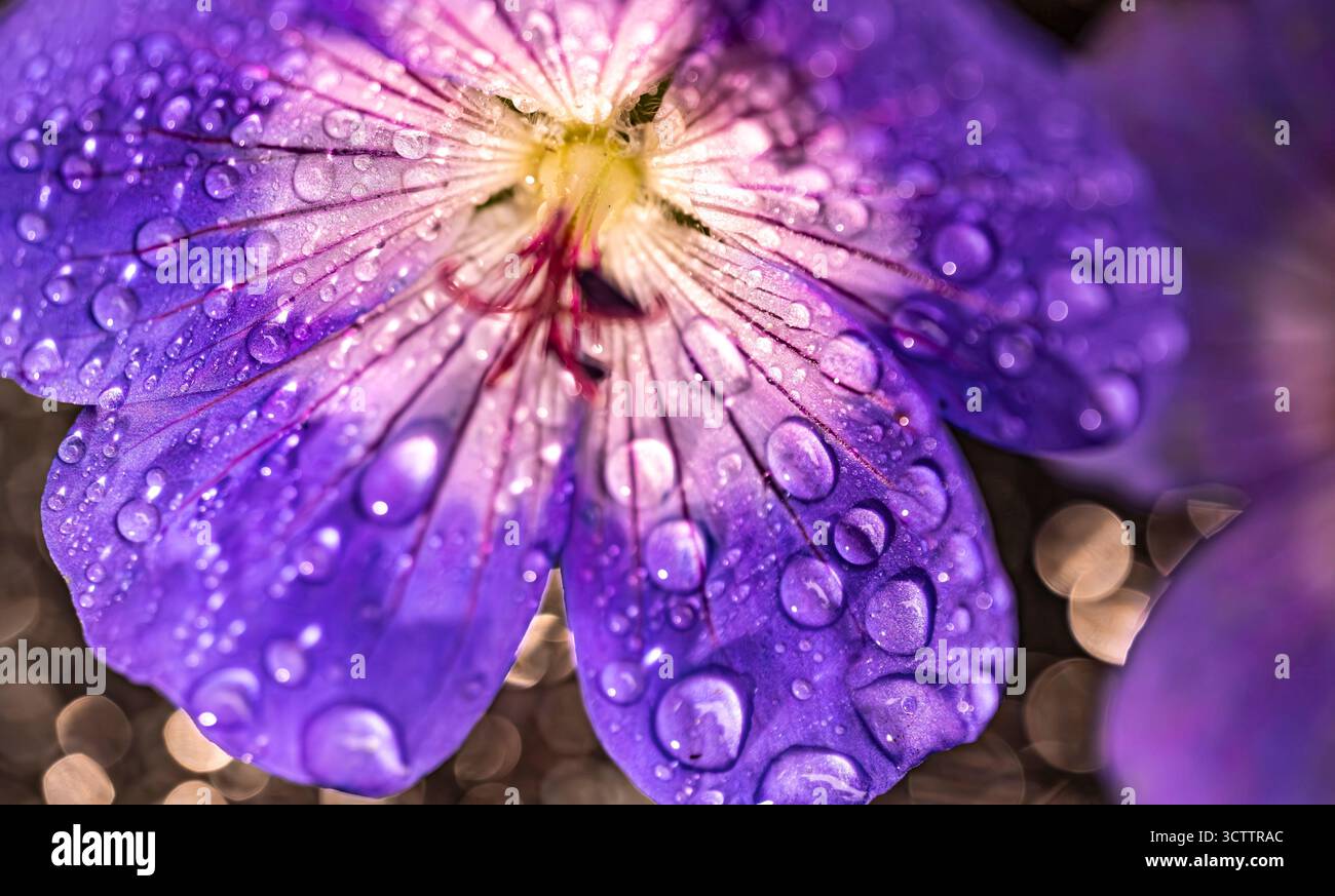 Großaufnahme eines leuchtenden lila Stiefmütterchens mit Wassertropfen Makrofoto von zarten lila Blumen Stockfoto