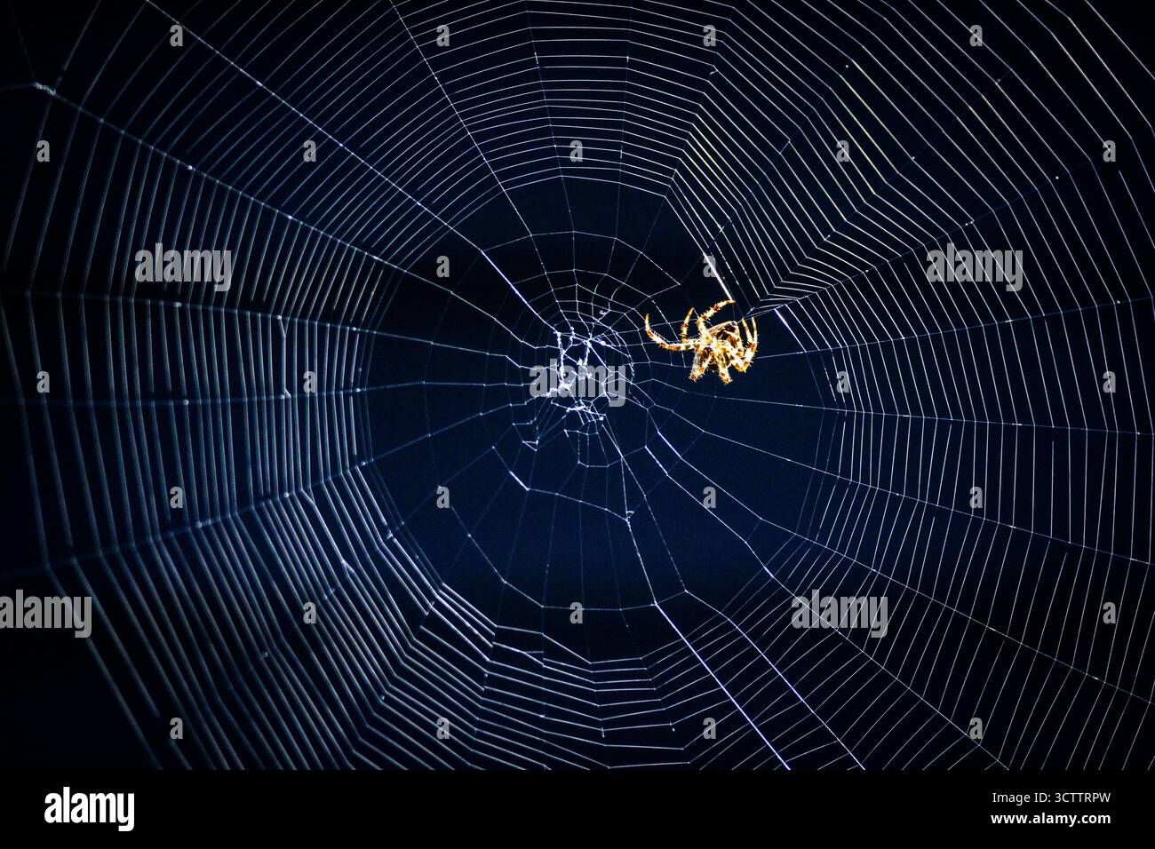 Eine Garden Orb Weaver Spinnen spinnt heute am 8. Oktober 2025 ein frisches Netz in einem herbstlichen englischen Garten. Sie spinnen normalerweise jeden Tag ein neues Netz und konsumieren das alte bei Sonnenaufgang, um die Seidenproteine zu recyceln Stockfoto