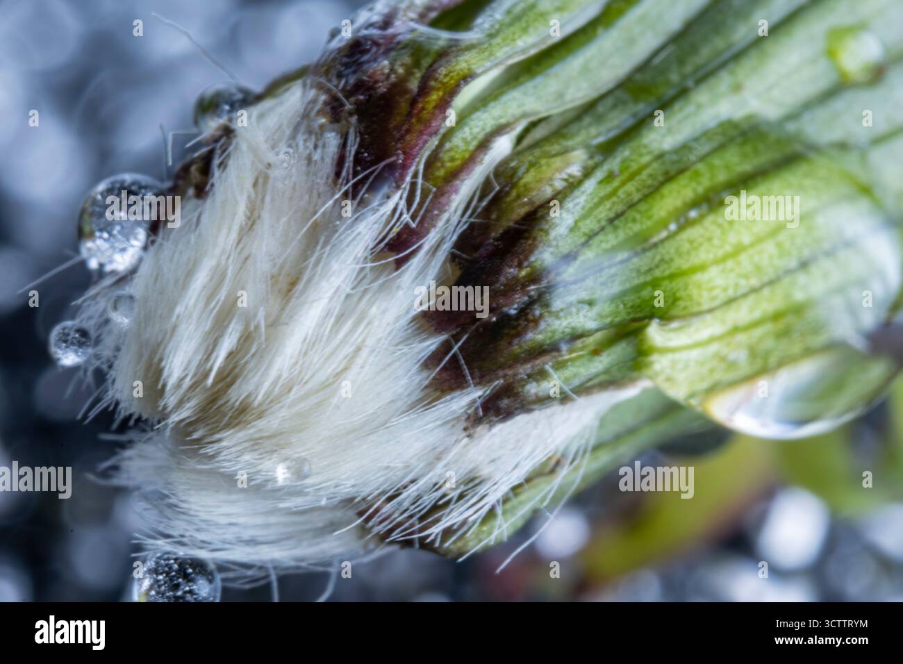 Makrofoto eines Löwenzahn mit Wassertropfen, Morgentau auf den Blumen, geschlossene Löwenzahnknospe, aufgenommen mit einer Sony a6700 Kamera mit einem 100-mm-Makro Stockfoto
