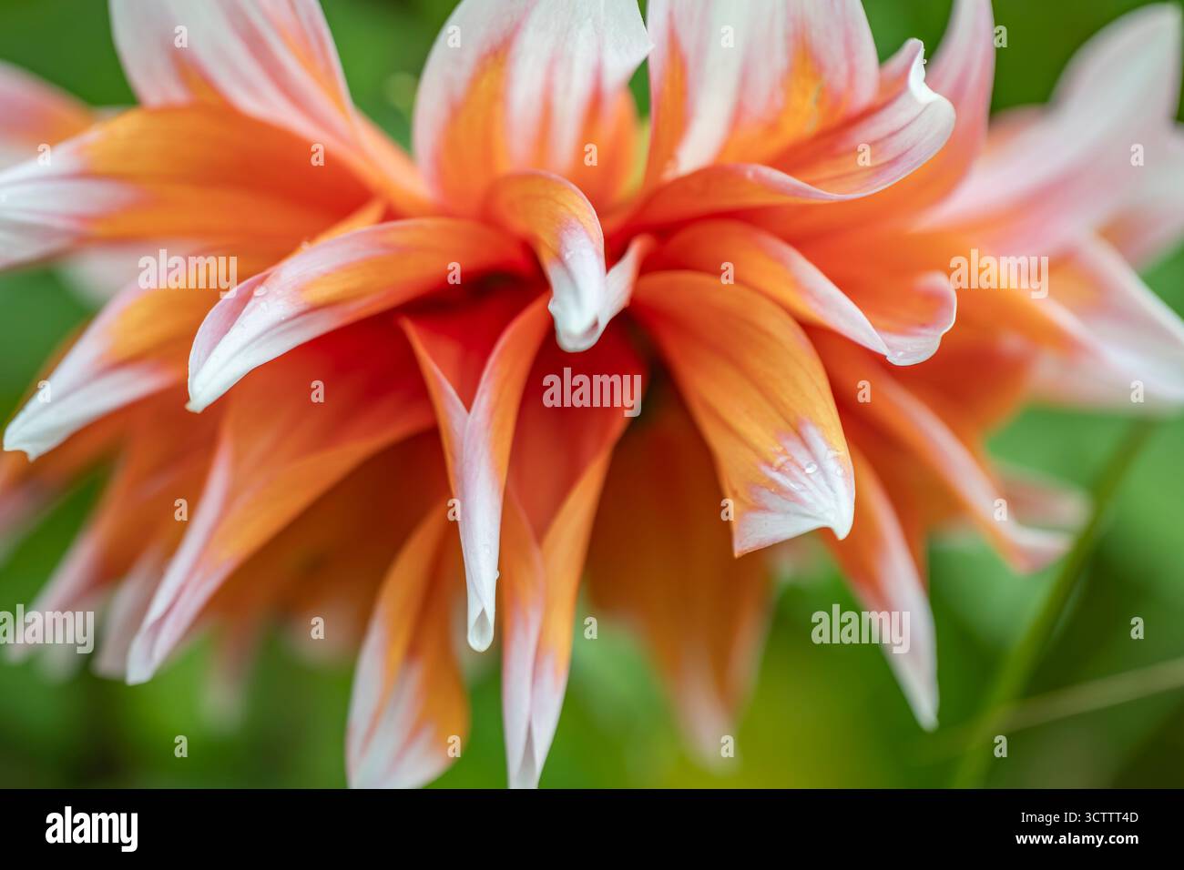 Nahaufnahme von orangefarbenen und weißen Dahlien mit zarten Blütenblättern Makrohintergrund, aufgenommen mit einer Sony a6700 Kamera mit 100-mm-Makroobjektiv Stockfoto